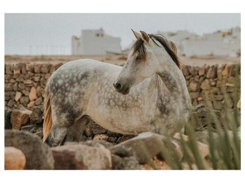 14 Tara, der Pferdehof für Achtsamkeit & Kommunikation