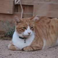 die Katzen-Gang