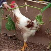 Gloria, Sylvia & Daisy