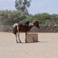 Dulce